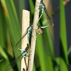 --- Große Pechlibelle (Ischnura elegans) --- 