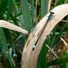 Große Pechlibelle (Ischnura elegans)