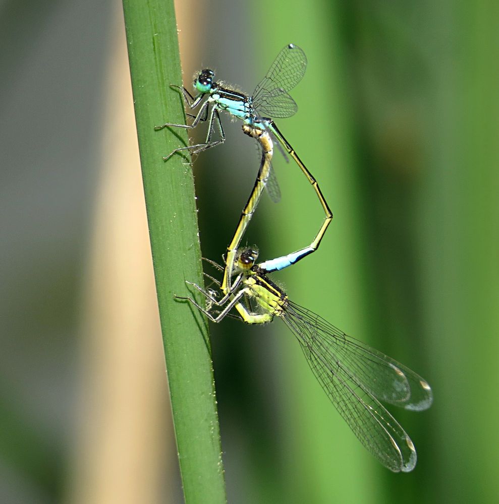 --- Große Pechlibelle (Ischnura elegans) ---