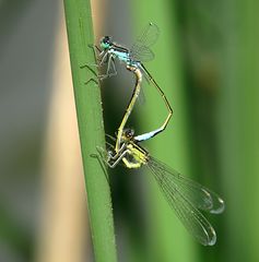 --- Große Pechlibelle (Ischnura elegans) ---