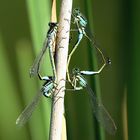 --- Große Pechlibelle (Ischnura elegans) ---