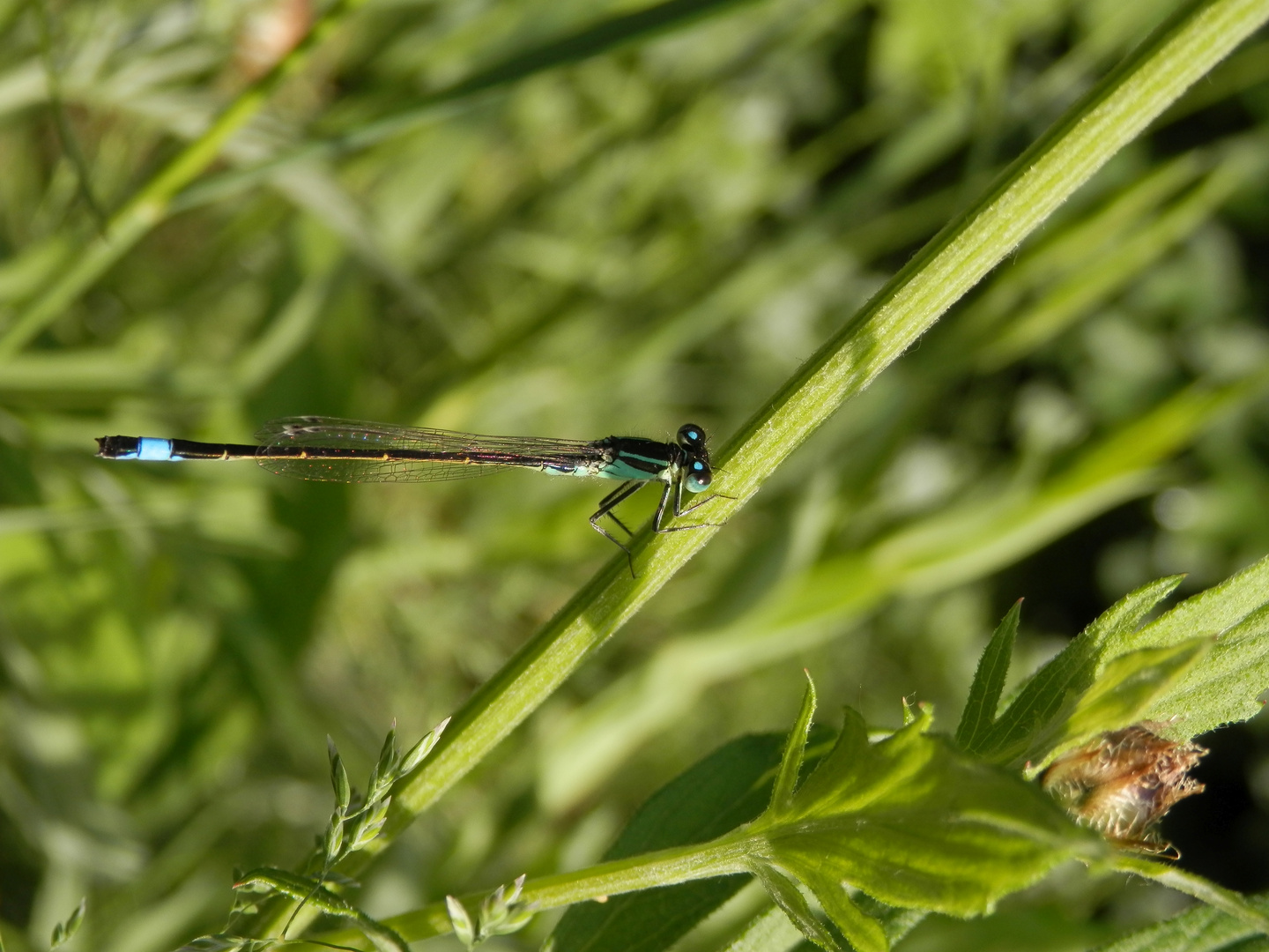 Große Pechlibelle (Ischnura elegans) - auch sie ist wieder da