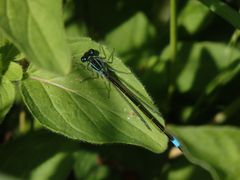 Große Pechlibelle (Ischnura elegans) auf Oregano