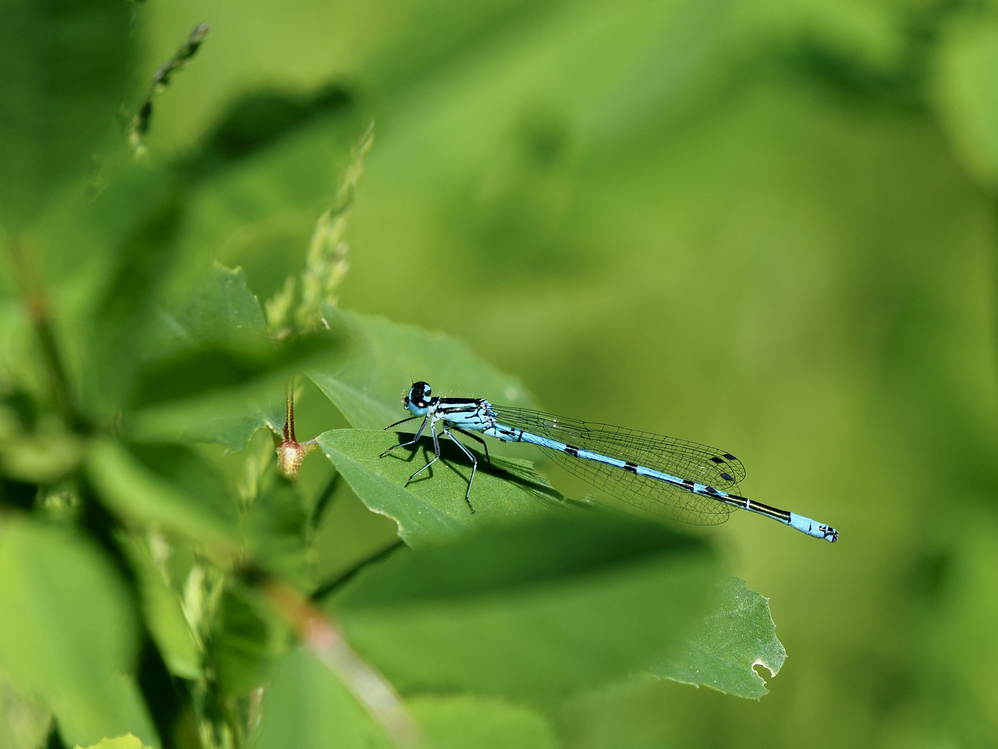 Große Pechlibelle (Ischnura elegans)