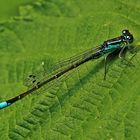 Große Pechlibelle (Ischnura elegans)