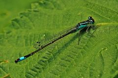 Große Pechlibelle (Ischnura elegans)