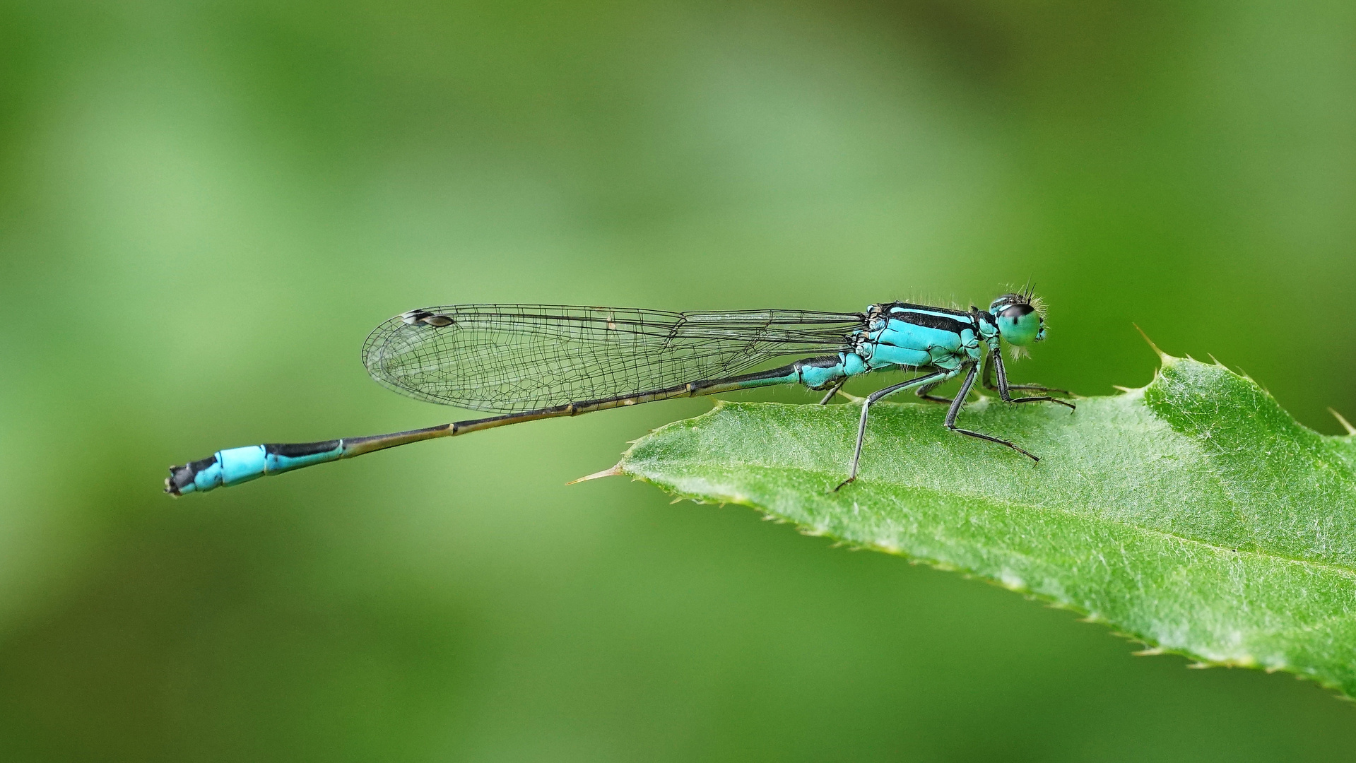 Große Pechlibelle  (Ischnura elegans) 