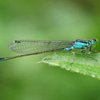 Große Pechlibelle  (Ischnura elegans) 