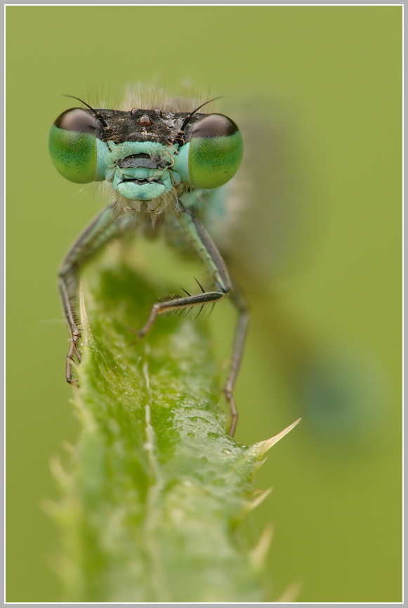 Große Pechlibelle (Ischnura elegans)