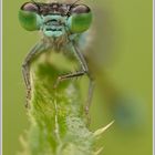 Große Pechlibelle (Ischnura elegans)