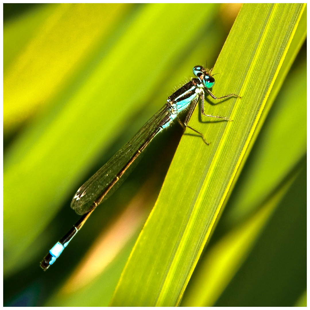 Große Pechlibelle ( Ischnura elegans )