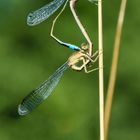 Große Pechlibelle (Ischnura elegans), blue-tailed damselfly