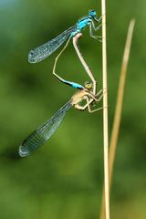 Große Pechlibelle (Ischnura elegans), blue-tailed damselfly