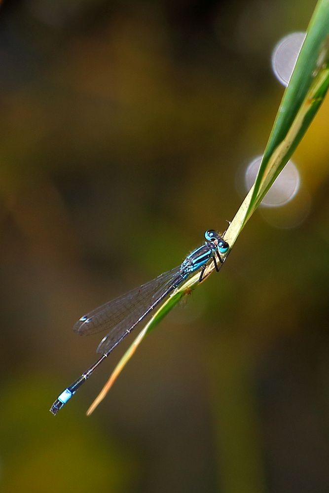 Große Pechlibelle (Ischnura elegans)