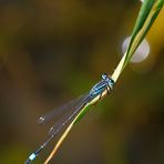 Große Pechlibelle (Ischnura elegans)