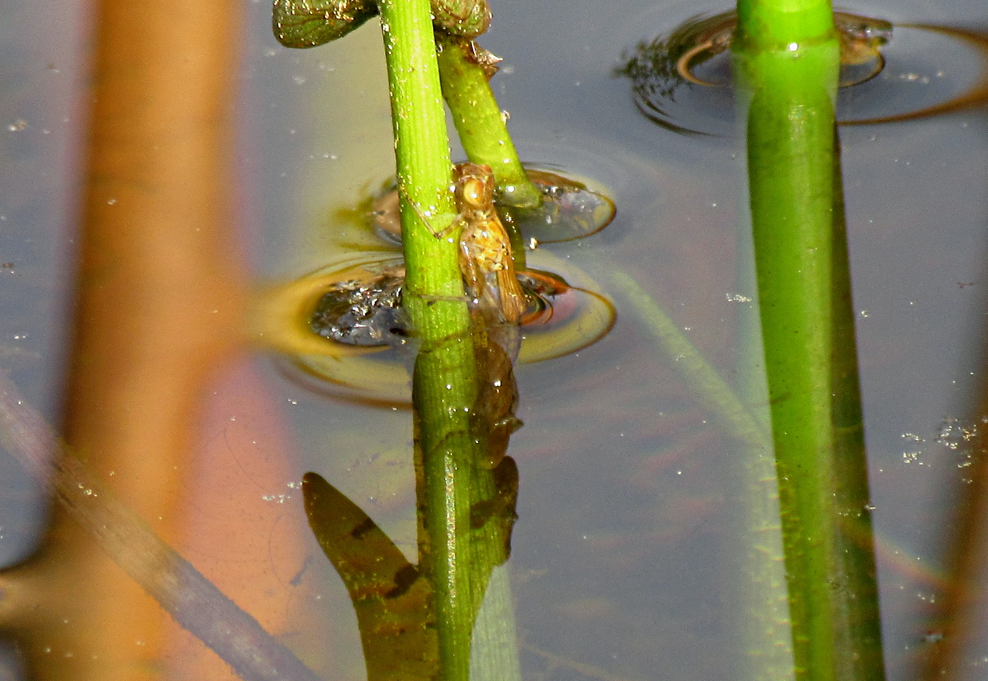 --- Große Pechlibelle (Ischnura elegans) ---