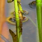 --- Große Pechlibelle (Ischnura elegans) ---