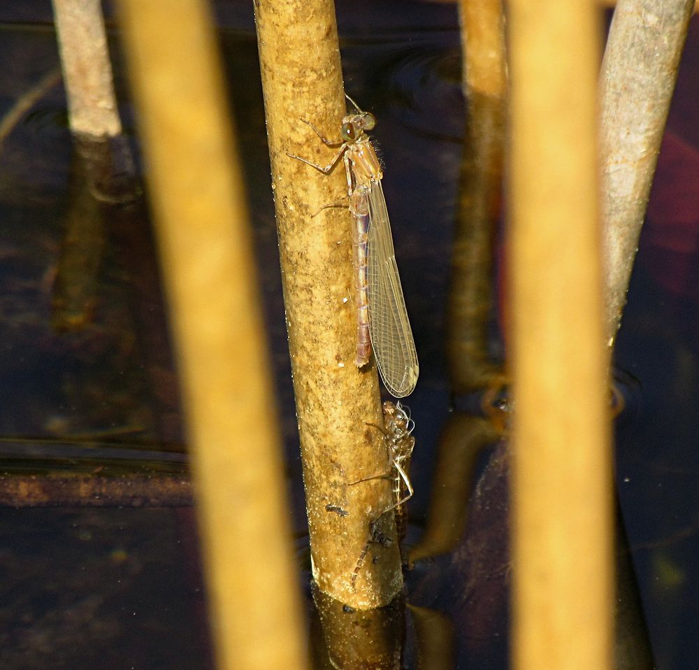 --- Große Pechlibelle (Ischnura elegans) --- 