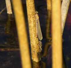 --- Große Pechlibelle (Ischnura elegans) --- 