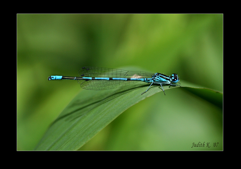 Grosse Pechlibelle (Ischnura elegans)