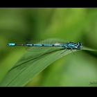 Grosse Pechlibelle (Ischnura elegans)