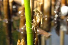 --- Große Pechlibelle (Ischnura elegans) ---