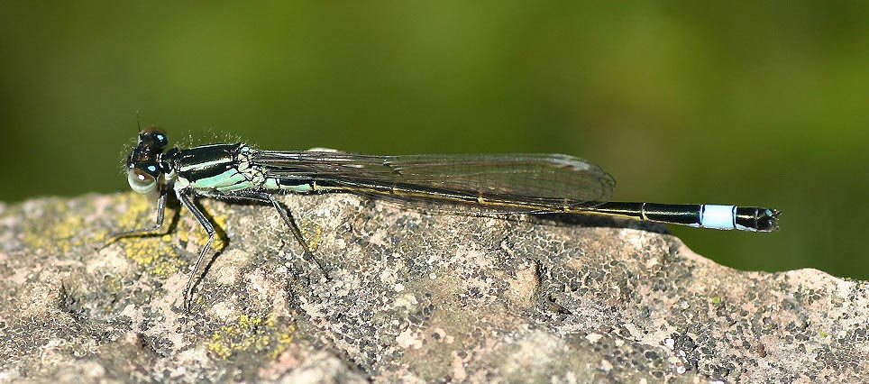 Große Pechlibelle - Ischnura elegans