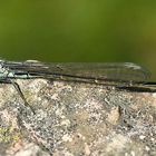 Große Pechlibelle - Ischnura elegans