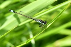 Große Pechlibelle  (Ischnura elegans)