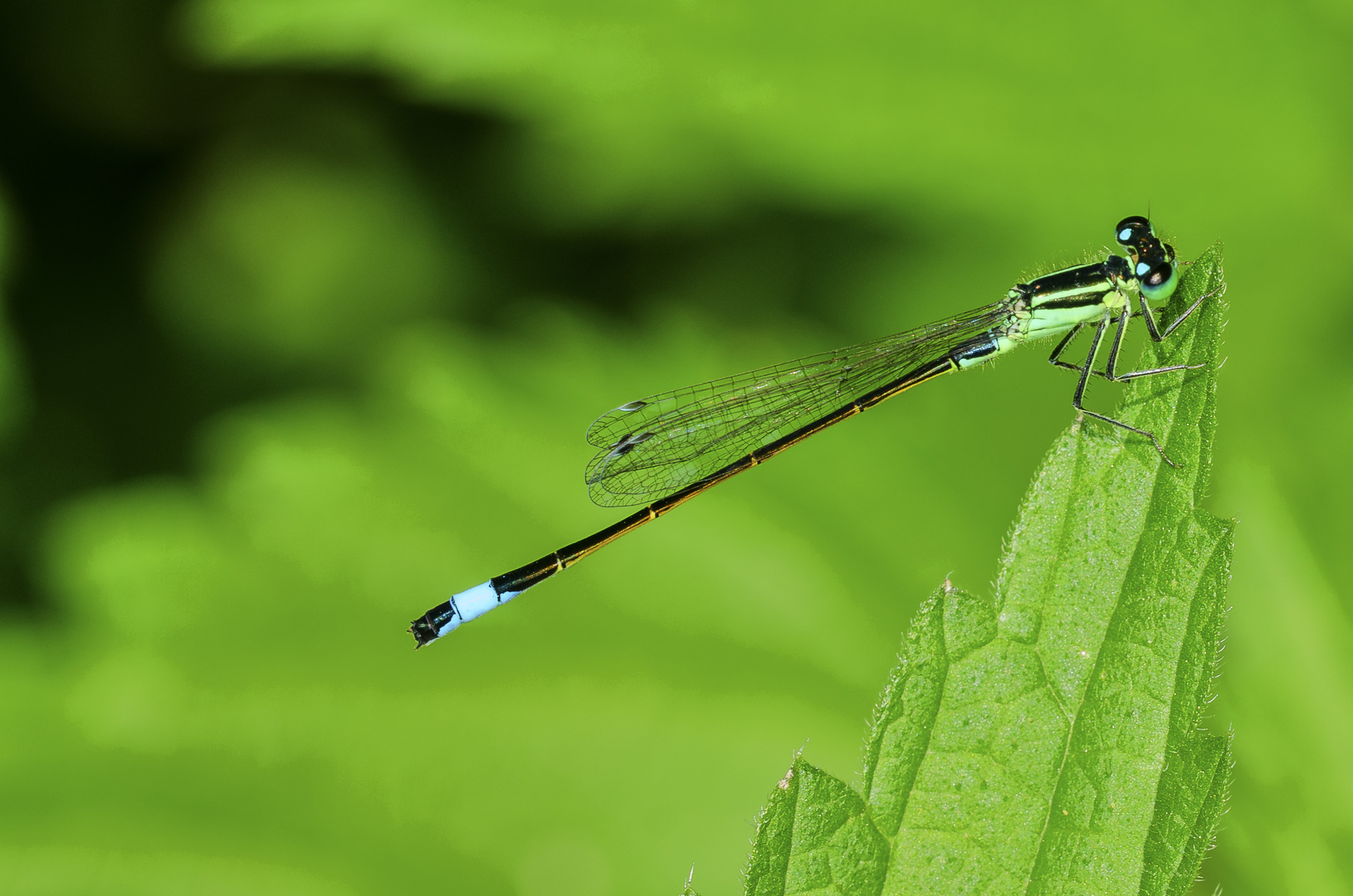 Große Pechlibelle (Ischnura elegans)