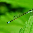 Große Pechlibelle (Ischnura elegans)