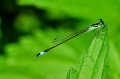 Große Pechlibelle (Ischnura elegans)