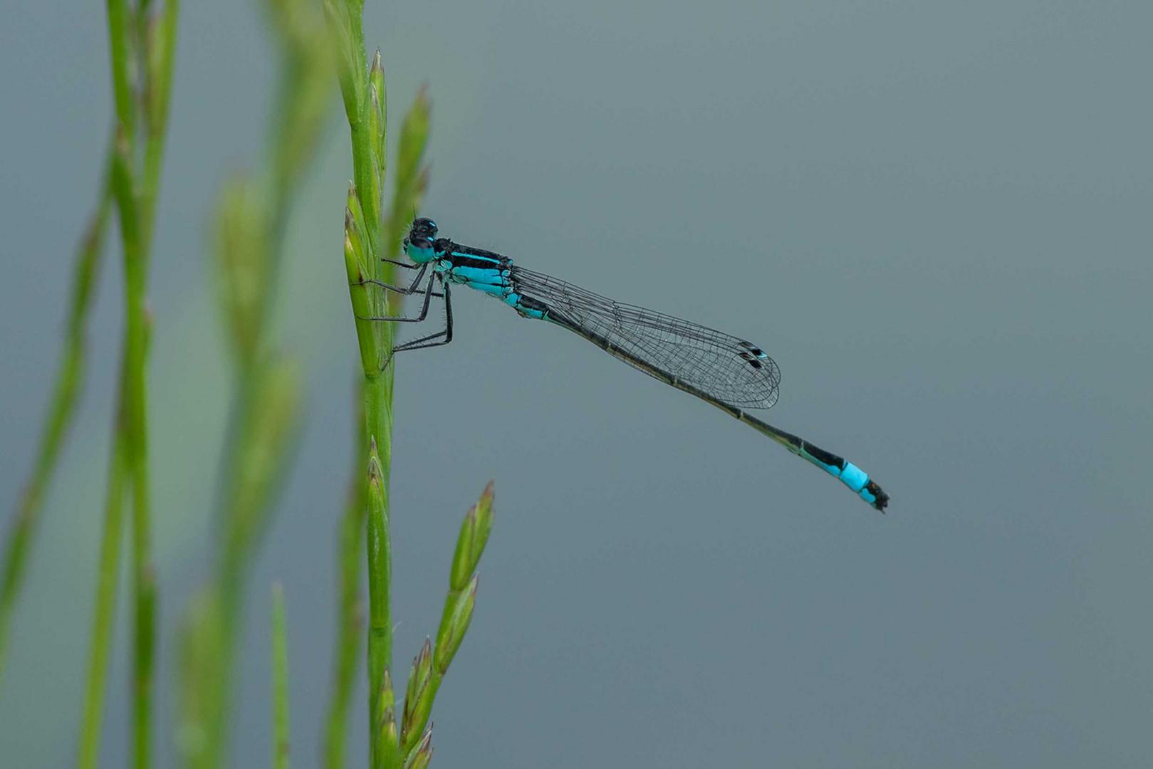 Große Pechlibelle (Ischnura elegans)