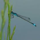 Große Pechlibelle (Ischnura elegans)