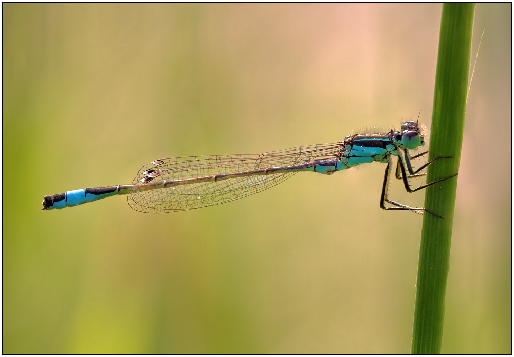 Große Pechlibelle (Ischnura elegans)