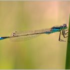 Große Pechlibelle (Ischnura elegans)