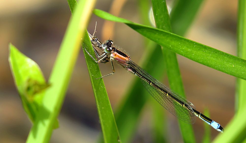 --- Große Pechlibelle (Ischnura elegans) ---