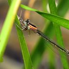 --- Große Pechlibelle (Ischnura elegans) ---