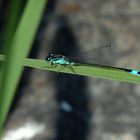 Große Pechlibelle (Ischnura elegans)