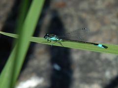 Große Pechlibelle (Ischnura elegans)