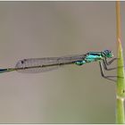 Große Pechlibelle (Ischnura elegans)