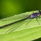 Große Pechlibelle (Ischnura elegans)