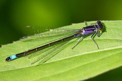 Große Pechlibelle (Ischnura elegans)