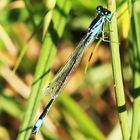 Große Pechlibelle (Ischnura elegans)