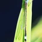 Große Pechlibelle (Ischnura elegans)