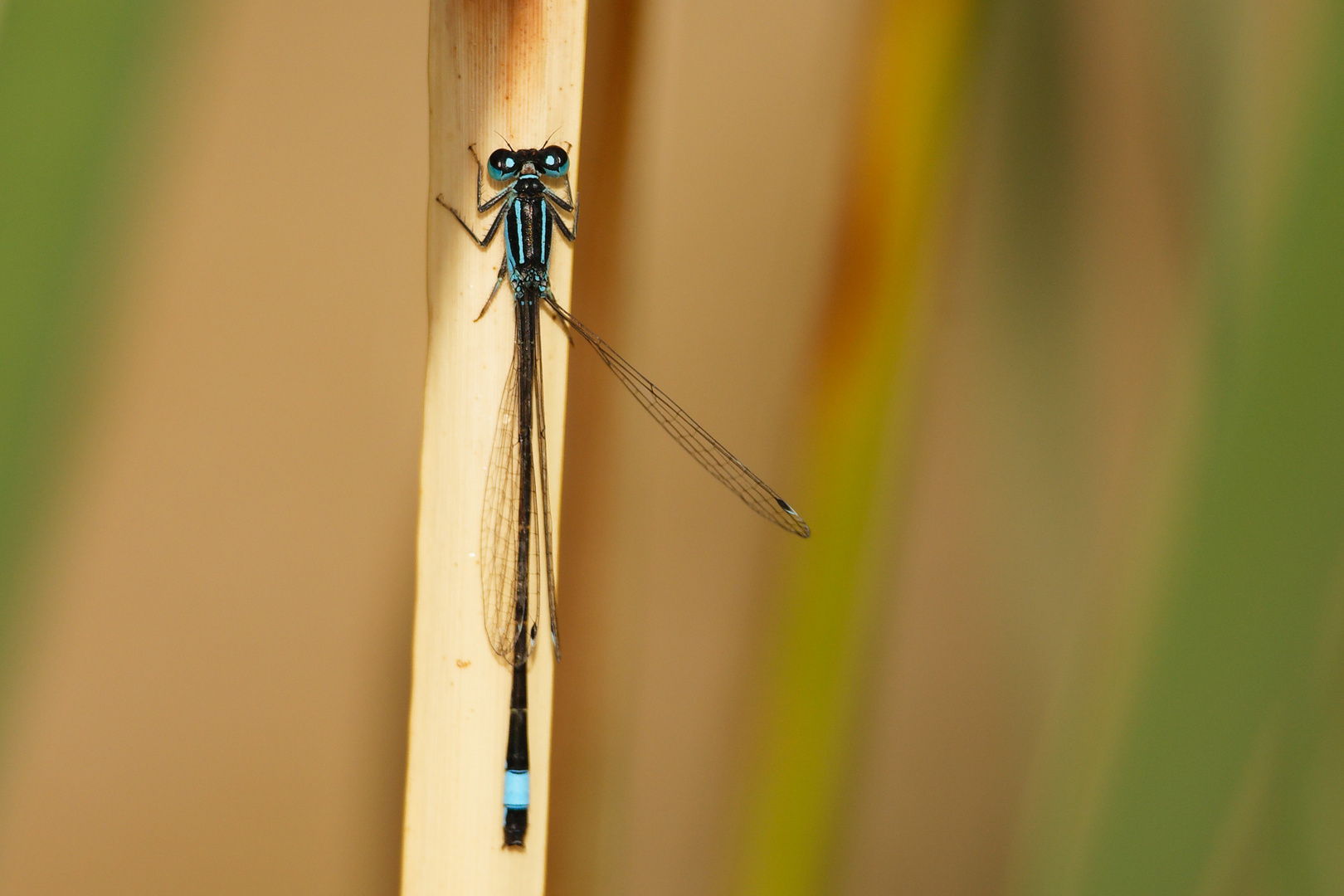 Große Pechlibelle (Ischnura elegans)