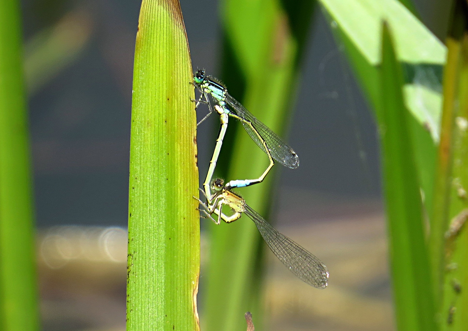 --- Große Pechlibelle (Ischnura elegans) ---