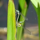 --- Große Pechlibelle (Ischnura elegans) ---