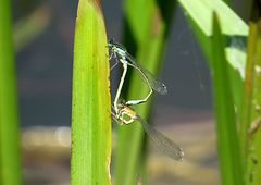 --- Große Pechlibelle (Ischnura elegans) ---