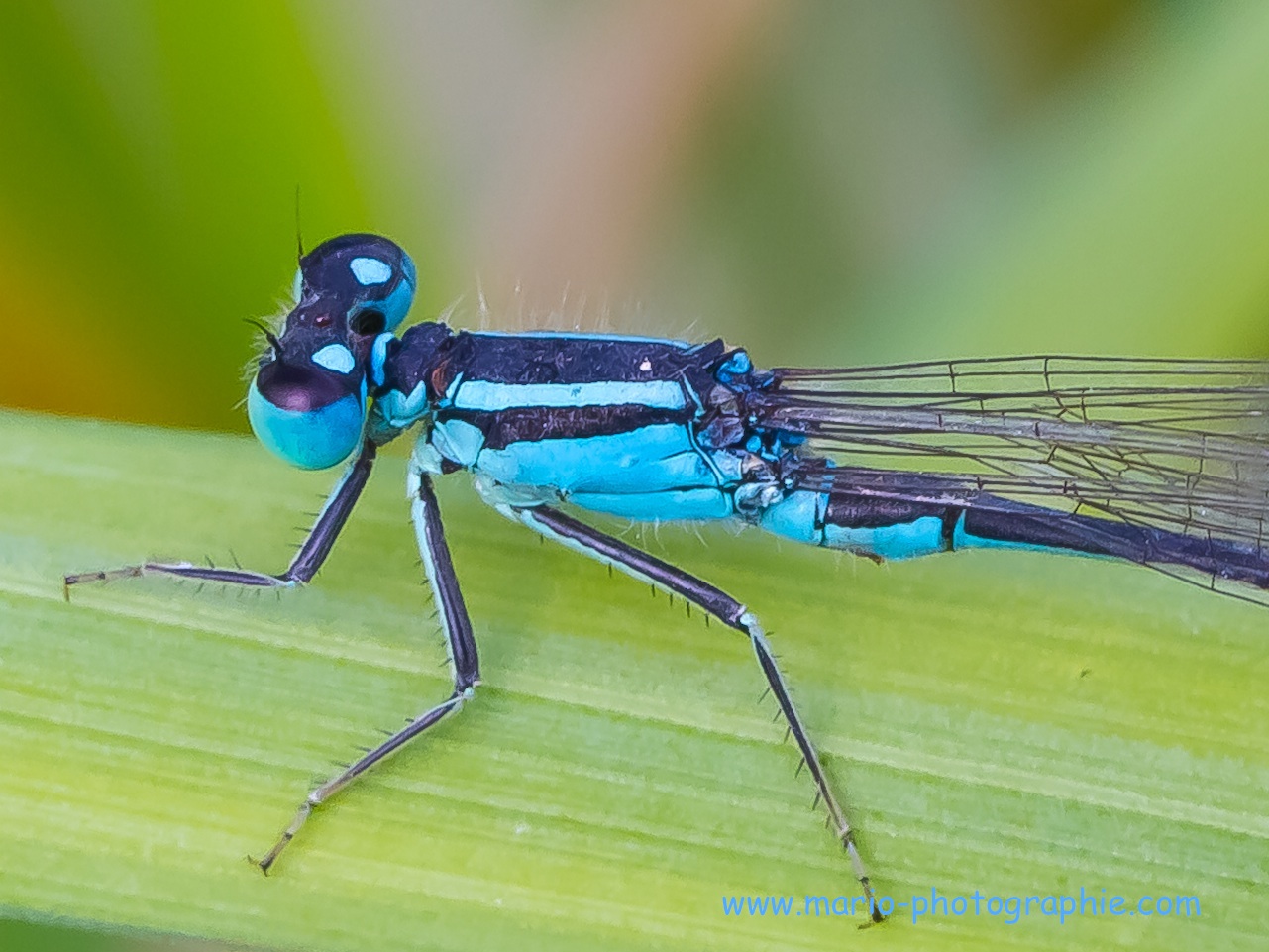 Große Pechlibelle (Ischnura elegans)